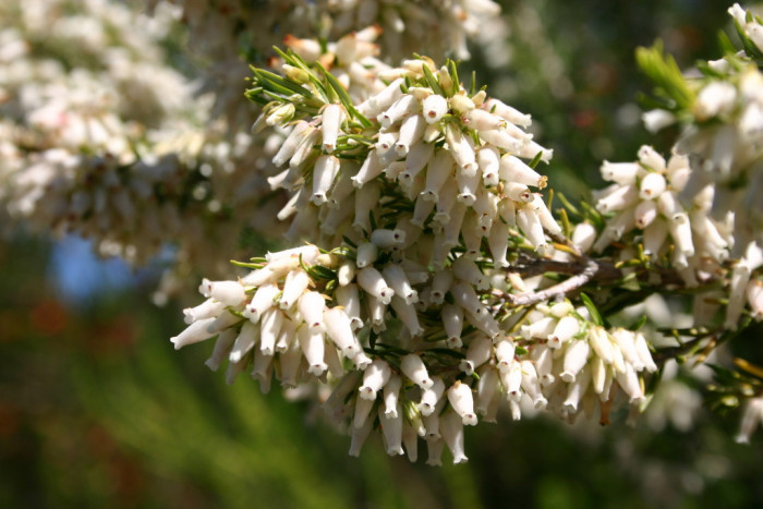 에리카 카프라 - Erica caffra, Erica caffra var. auricularis