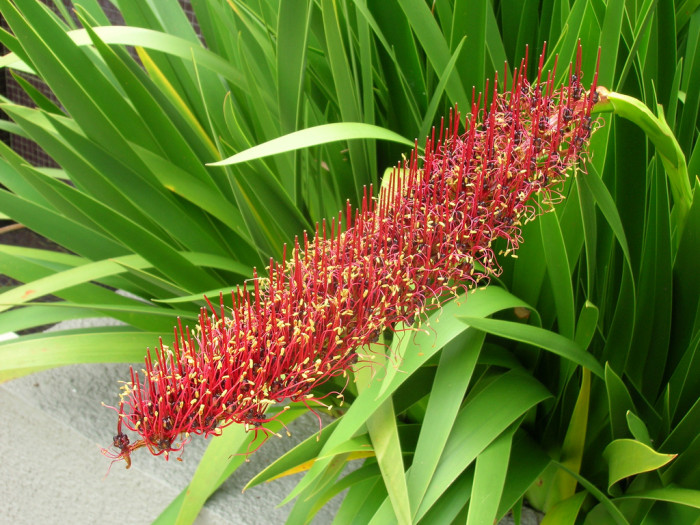 나이츠릴리 - Poor Knights Lily, Xeronema callistemon