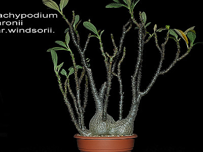 파라병간 사진 - Pachypodium baronii Photos