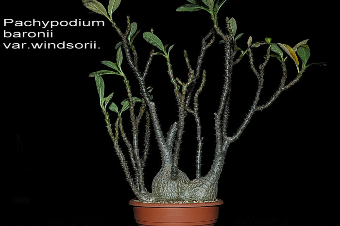 파라병간 - Pachypodium baronii