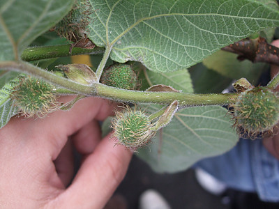 꾸지나무 사진 - Broussonetia papyrifera Photos