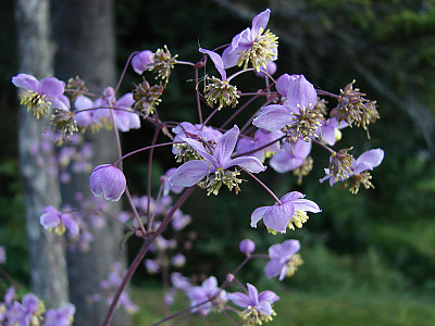 금꿩의다리 사진 - Thalictrum rochebrunianum Photos