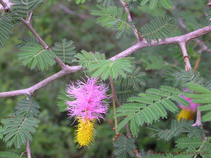 Dichrostachys cinerea - Dichrostachys cinerea