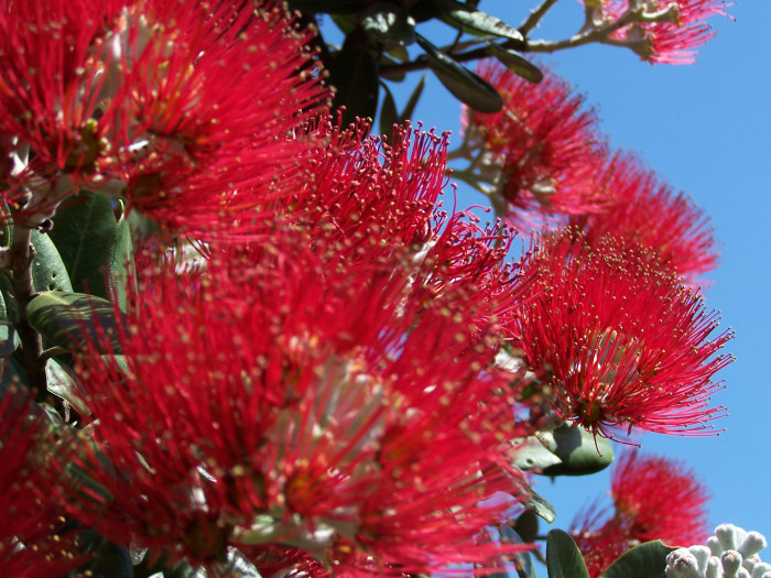 포후투카 - pohutukawa