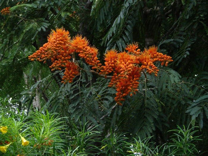 콜빌레 가세모사 - Colvillea racemosa