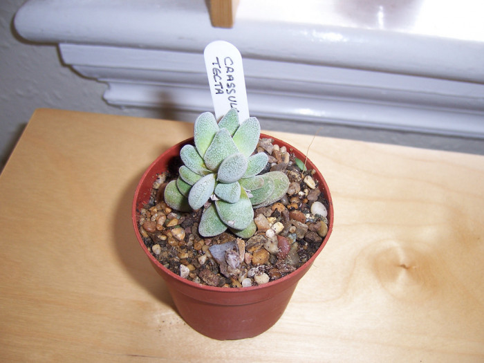 자운룡 - Crassula tecta