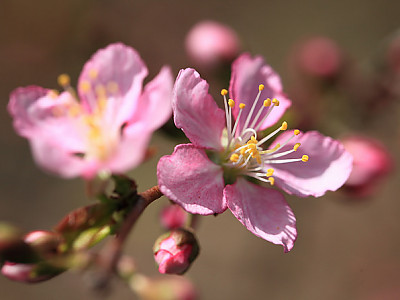 당옥매 사진 - Prunus japonica Photos