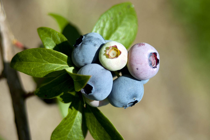 블루베리 - Blueberry, Vaccinium spp.