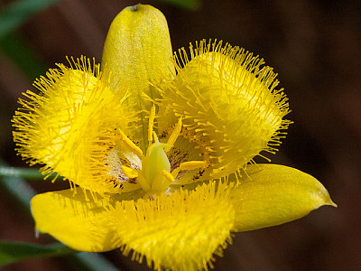 Calochortus monophyllus 사진 - Calochortus monophyllus Photos