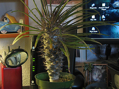 파키포디움 게아이 사진 - Pachypodium geayi Photos
