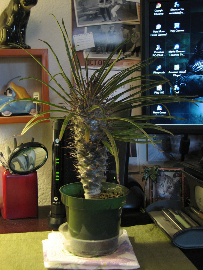 파키포디움 게아이 - Madagascar Palm, Pachypodium geayi