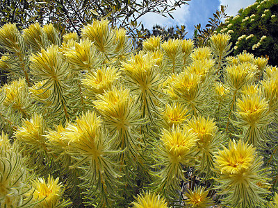 Phylica pubescens 사진 - Phylica pubescens Aiton Photos