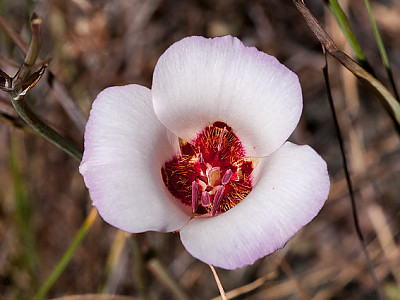 Mariposa simulans 사진 - Calochortus simulans Photos
