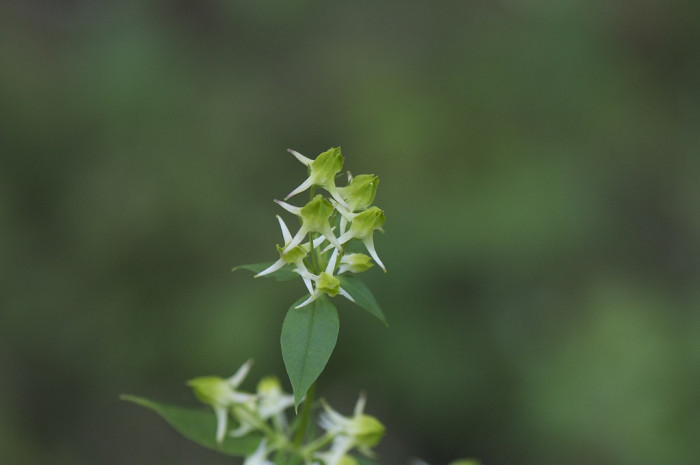 닻꽃 - Halenia corniculata