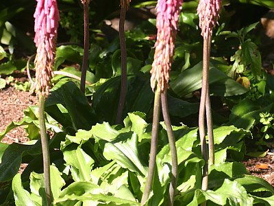 Veltheimia bracteata 사진 - Veltheimia bracteata Jacq. Photos