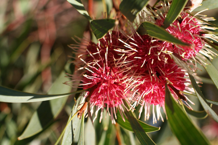 하키아 - Kodjet, Pincushion Hakea, Hakea laurina