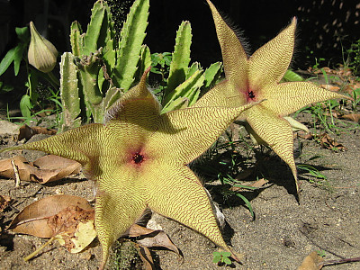 왕서각 사진 - campanulaceae Photos