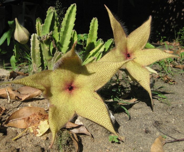 왕서각 - Stapelia gigantea, campanulaceae