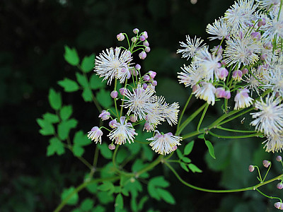 꿩의다리 사진 - Thalictrum aquilegifolium Photos