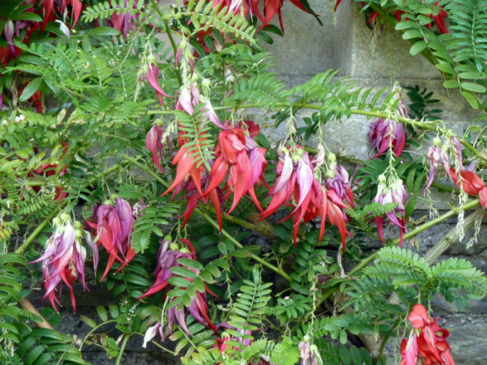 Clianthus puniceus - Clianthus puniceus