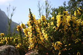 에리카 파터소니아 - Erica patersonia Andrews
