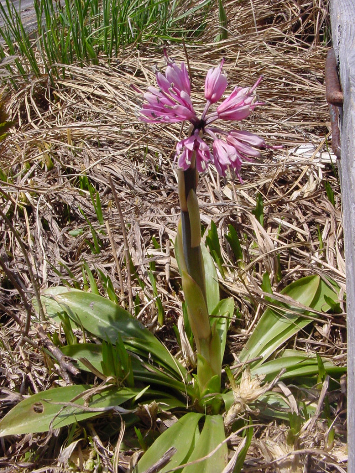 처녀치마 - Heloniopsis orientalis