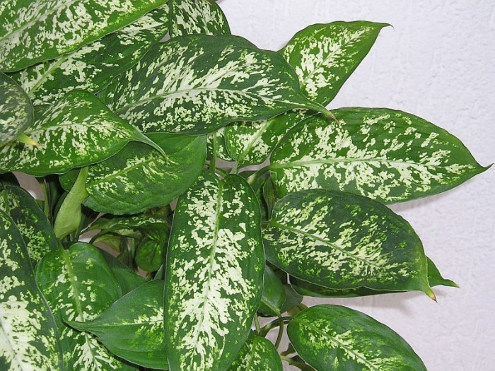 디펜바키아 콤팩타 - Dieffenbachia Compacta
