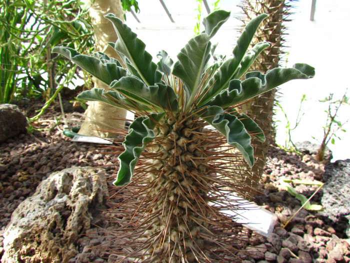 광당 - Pachypodium namaquanum