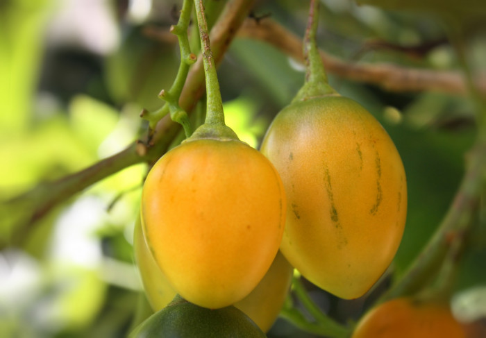 나무토마토 - Tamarillo, tree tomato, Solanum betaceum Cav.