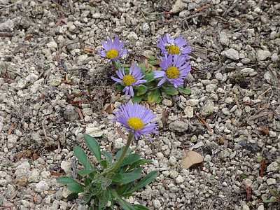 구름국화 사진 - Erigeron thunbergii var. glabratus Photos