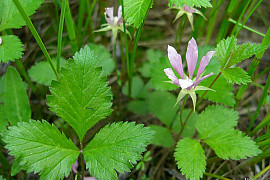 함경딸기 - Rubus arcticus