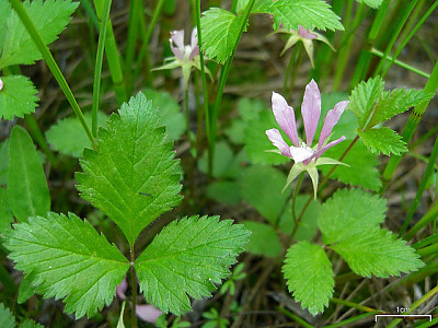 함경딸기 사진 - Rubus arcticus Photos