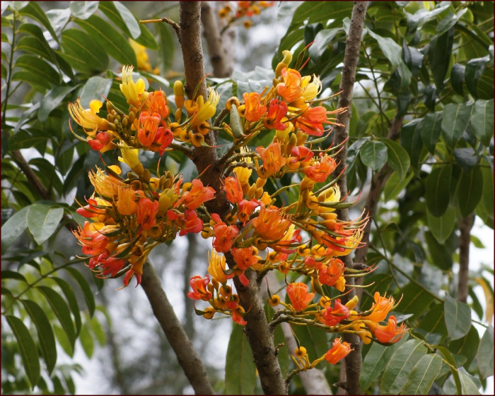 그린볼 - Castanospermum australe