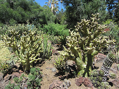 Tylecodon paniculatus 사진 - Tylecodon paniculatus Photos