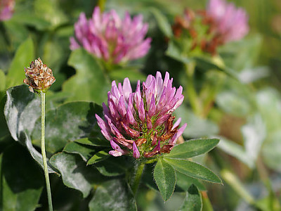 붉은토끼풀 사진 - Trifolium pratense L. Photos