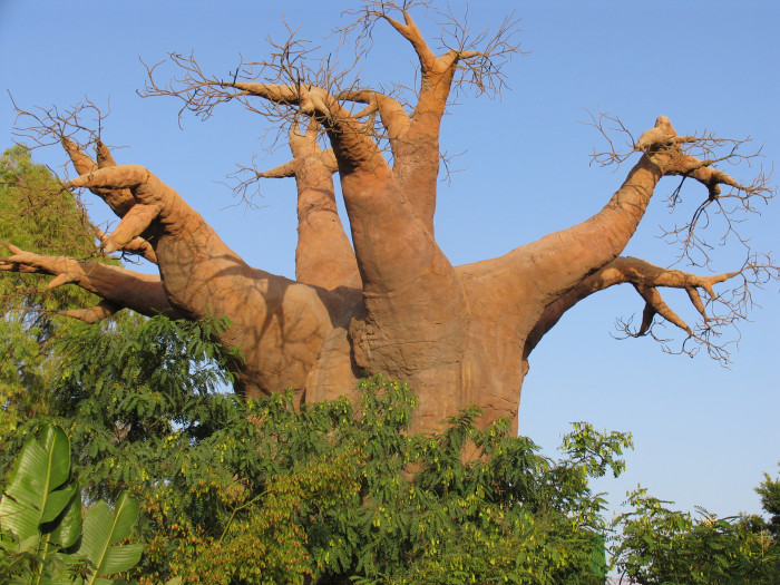바오밥나무 - baobab tree, Adansonia digitata