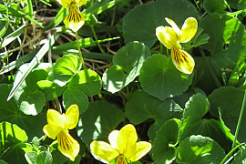 장백제비꽃 - Viola biflora