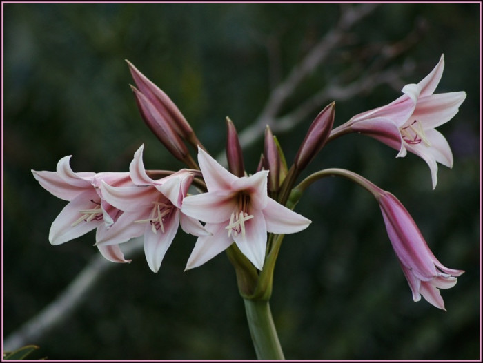 크리넘 - Crinum