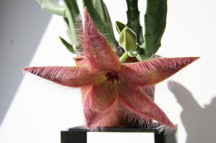 스타페리아 그랜디플로라 - Stapelia grandiflora