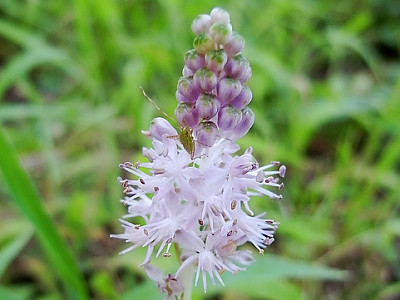 무릇 사진 - Scilla scilloides Photos