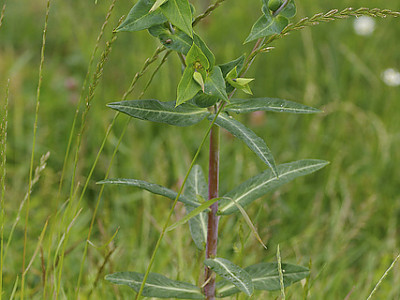 속수자 사진 - Euphorbia lathyris L Photos
