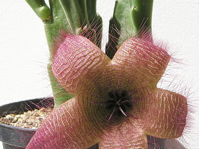 스타페리아 히슈타 사진 - Stapelia hirsuta Photos