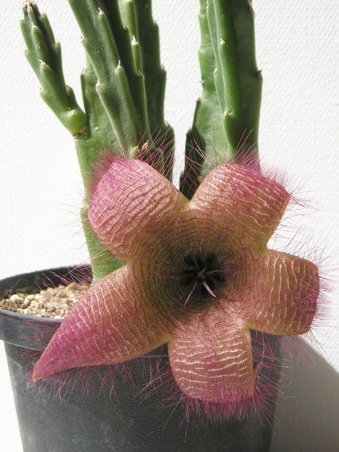 스타페리아 히슈타 - Stapelia,Carrion Flower, Stapelia hirsuta