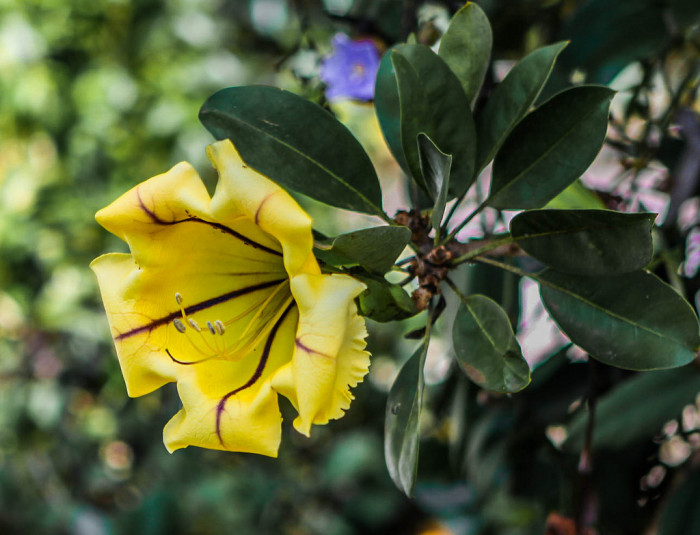 황금종덩굴 - chalice vine, cup of gold, goldcup vine, golden chalice vine, Solandra maxima