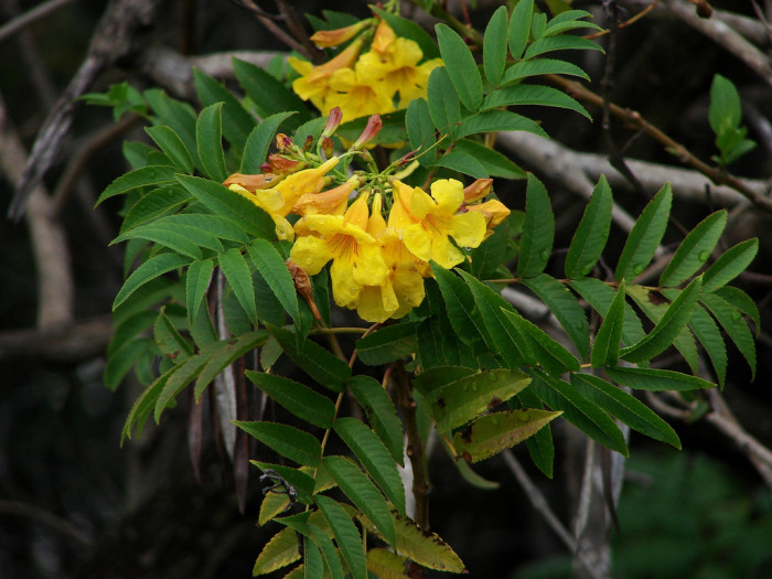 황종화 - Tecoma stans, Tecoma stans (L.) Juss
