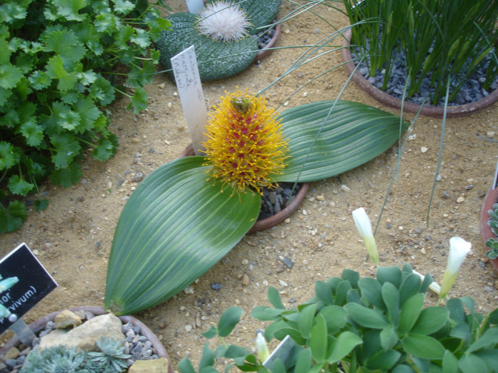 다우벤야 마지나타 - Daubenya marginata
