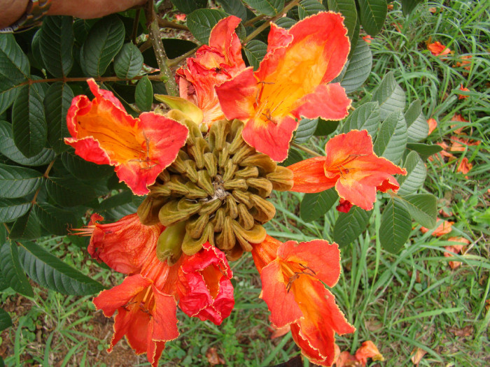 아프리카튤립나무 - Spathodea campanulata