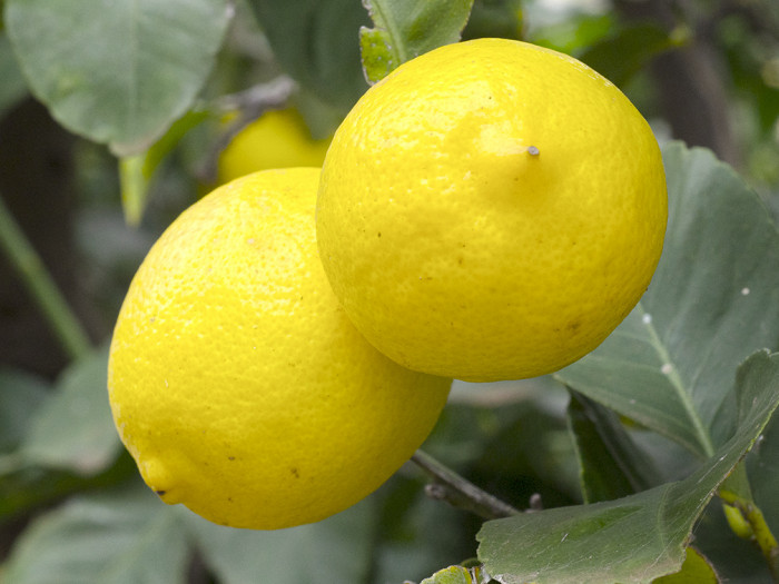 레몬 - lemon, Citrus limon