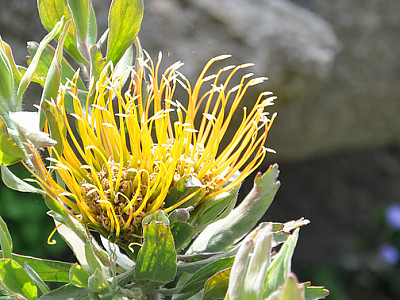 류코스퍼뭄 커네이폼 사진 - Leucospermum cuneiforme Photos