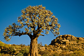 알로에 디코토마 - Aloe dichotoma Masson